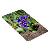 ブルージオキンス春 マグネット (右側)