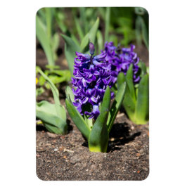 ブルージオキンス春 マグネット