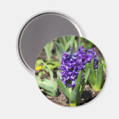 ブルージオキンス春 マグネット (正面/裏面)