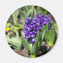 ブルージオキンス春 マグネット