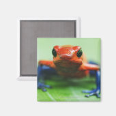 ブルージャンフロッグ マグネット (正面/裏面)