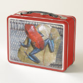 ブルージーンズカエルのお客様。文字弁箱 メタルランチボックス (裏面)