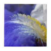 ブルースを歌え！ タイル (正面)