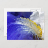 ブルースを歌え！ ポストカード (正面/裏面)