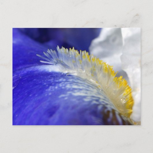 ブルースを歌え！ ポストカード (正面)