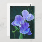 ブルースイートピーフラワーポストカード ポストカード (正面/裏面)