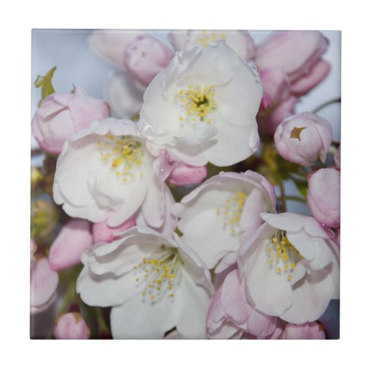 ブルースカイのアップルツリー開花 タイル (正面)