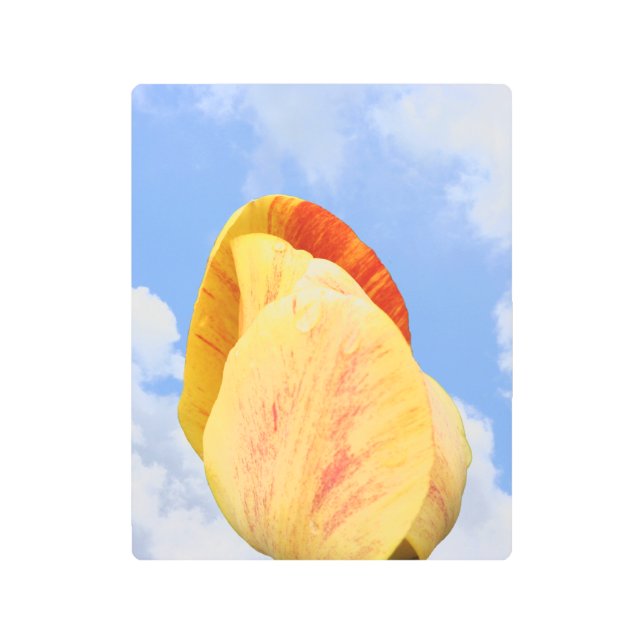 ブルースカイの黄色いチューリップ花 メタルプリント (正面)