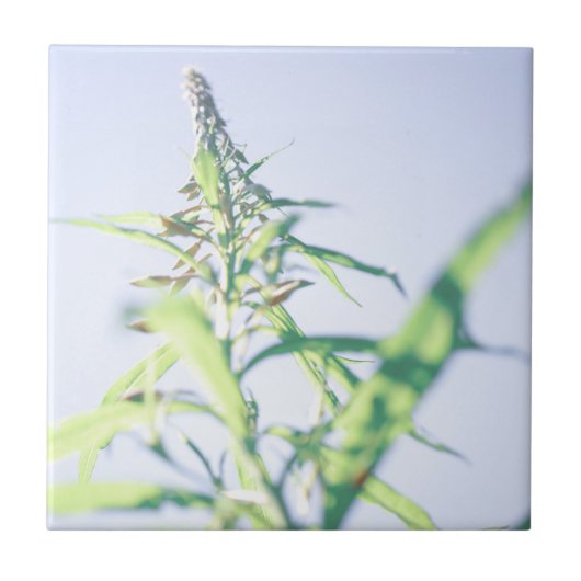 ブルースカイグリーン葉植物紫色の花 タイル (正面)