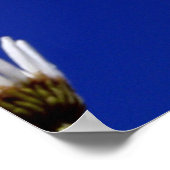 ブルースカイデイジー ポスター (角)