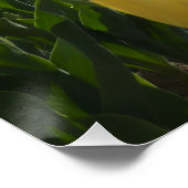 ブルースカイポスター付きサニーイエローとピンクのチューリップ ポスター (コーナー)