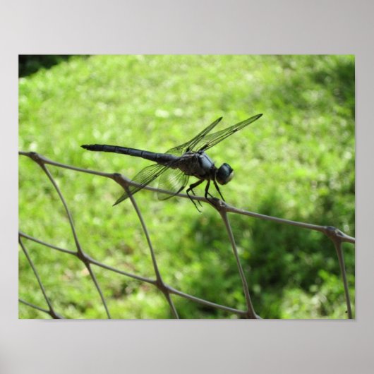 ブルースキマー ポスター (正面)