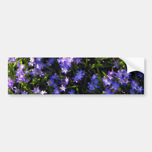 ブルースクイル春の花 バンパーステッカー