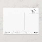 ブルースクイル春の花 ポストカード (裏面)