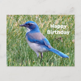 ブルースクラブジェイの美しい写真 誕生日 ポストカード