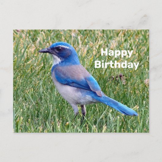 ブルースクラブジェイの美しい写真 誕生日 ポストカード (正面)