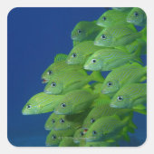 ブルーストライプフランスのとマーガートの学校 スクエアシール (正面)