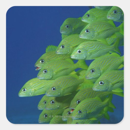 ブルーストライプフランスのとマーガートの学校 スクエアシール (正面)