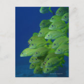 ブルーストライプフランスのとマーガートの学校 ポストカード (正面)