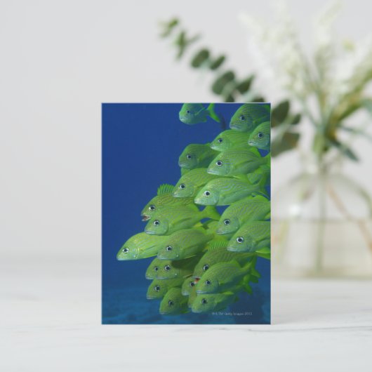 ブルーストライプフランスのとマーガートの学校 ポストカード (スタンド正面)