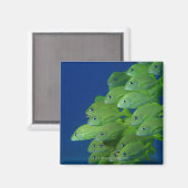 ブルーストライプフランスのとマーガートの学校 マグネット (正面/裏面)