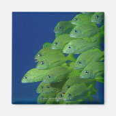 ブルーストライプフランスのとマーガートの学校 マグネット (正面)