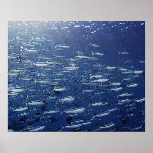 ブルーストリーク爆撃機の大規模な学校 ポスター (正面)