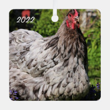 ブルースプラッシュオルピントンヘン – ペットチキン