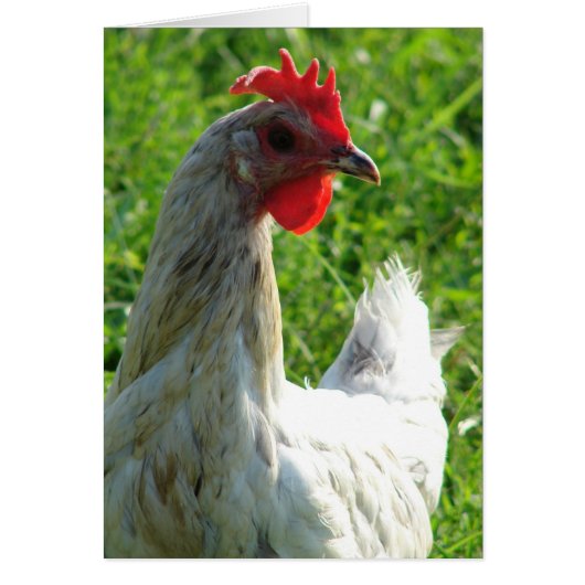 ブルースプラッシュヘン (正面)