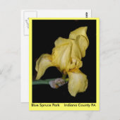 ブルースプルースパ    ークインディアナ郡PA ポストカード (正面/裏面)