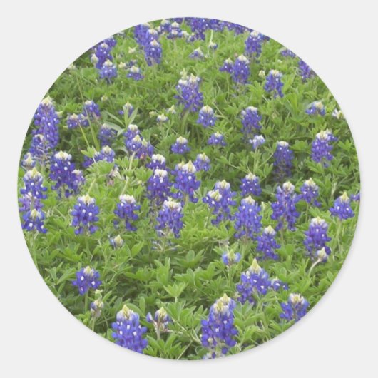 ブルース・パワー ラウンドシール (正面)