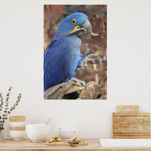 ブルース ポスター (キッチン)