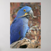 ブルース ポスター (正面)