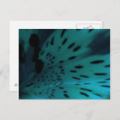 ブルータイガー ポストカード (正面/裏面)