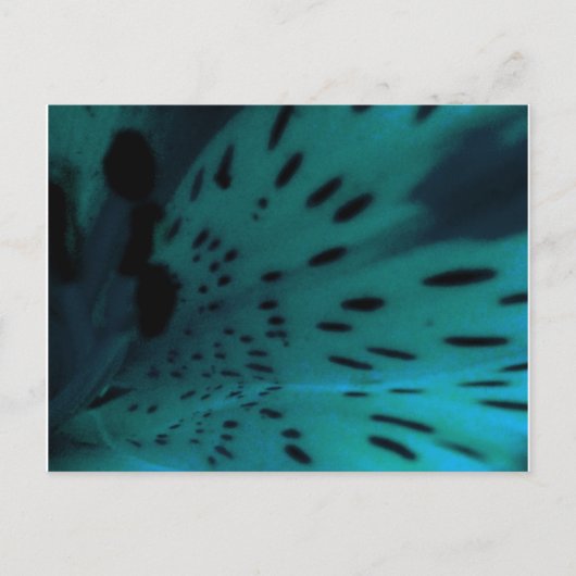 ブルータイガー ポストカード (正面)