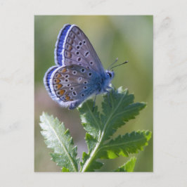 ブルーチョウ ポストカード