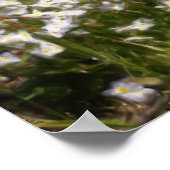 ブルーツチニーブルーの花油絵画写真 ポスター (角)