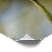 ブルーティットポートレート ポスター (コーナー)