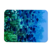 ブルーディスカス魚群 マグネット (横)