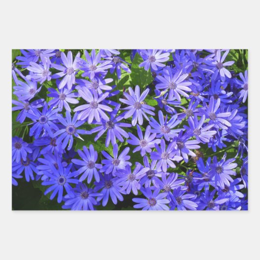 ブルーデイジーに似た花の自然写真 ラッピングペーパーシート (正面)