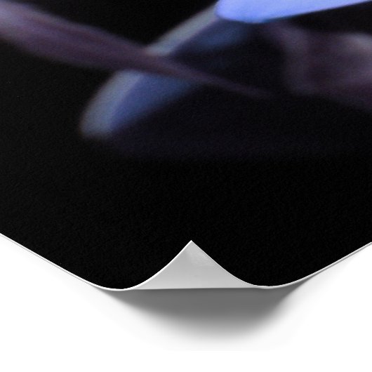 ブルーデイジーフラワーポスター ポスター (角)