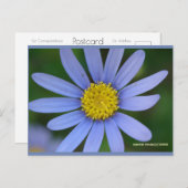ブルーデイジー | ブルービーチソング™はがき ポストカード (正面/裏面)