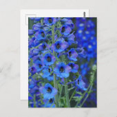 ブルーデルフィニアムズポストカード ポストカード (正面/裏面)