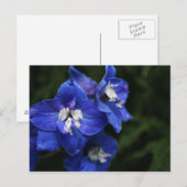ブルーデルフィニウムの花はがき ポストカード (正面/裏面)