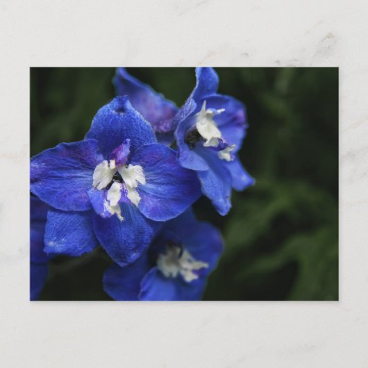 ブルーデルフィニウムの花はがき ポストカード (正面)