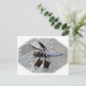 ブルートンボ ポストカード (スタンド正面)