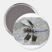 ブルートンボ マグネット (正面/裏面)