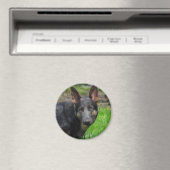 ブルードイツ羊飼い犬 マグネット (インサイチュ (食洗機))