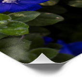 ブルードワーフモーニンググローリープリント ポスター (コーナー)