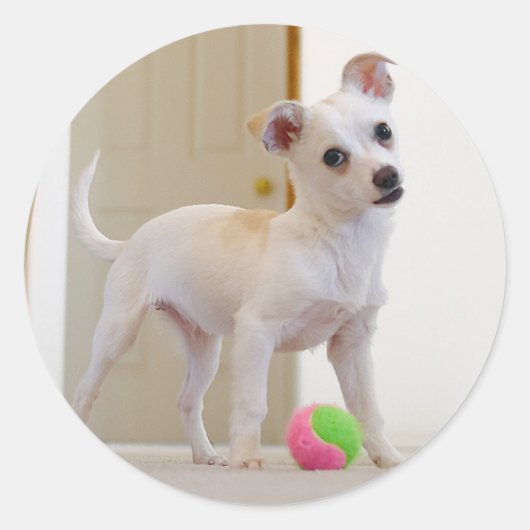 ブルーノ ラウンドシール (正面)